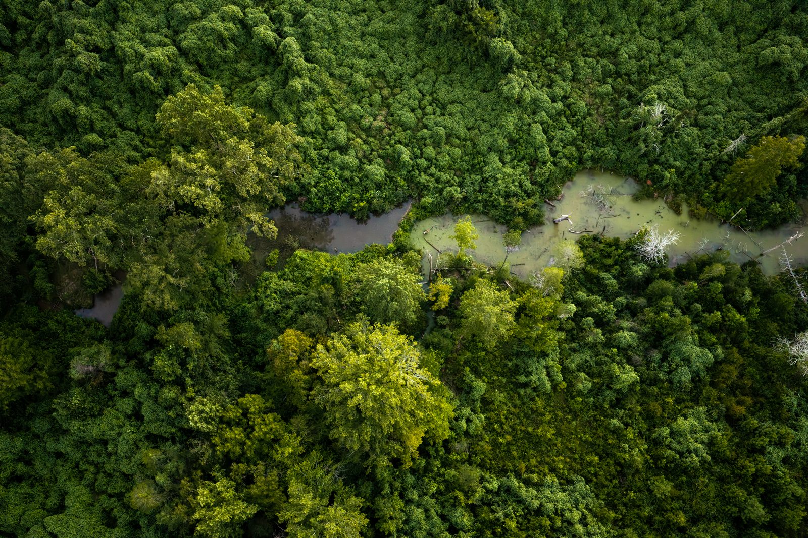 The pond from directly above