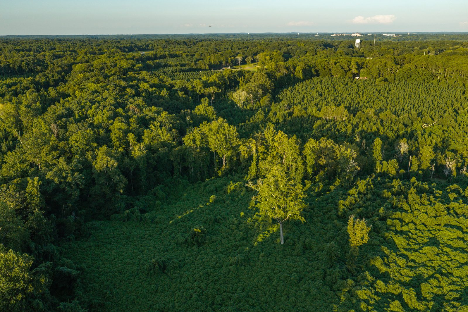 Kudzu Korner