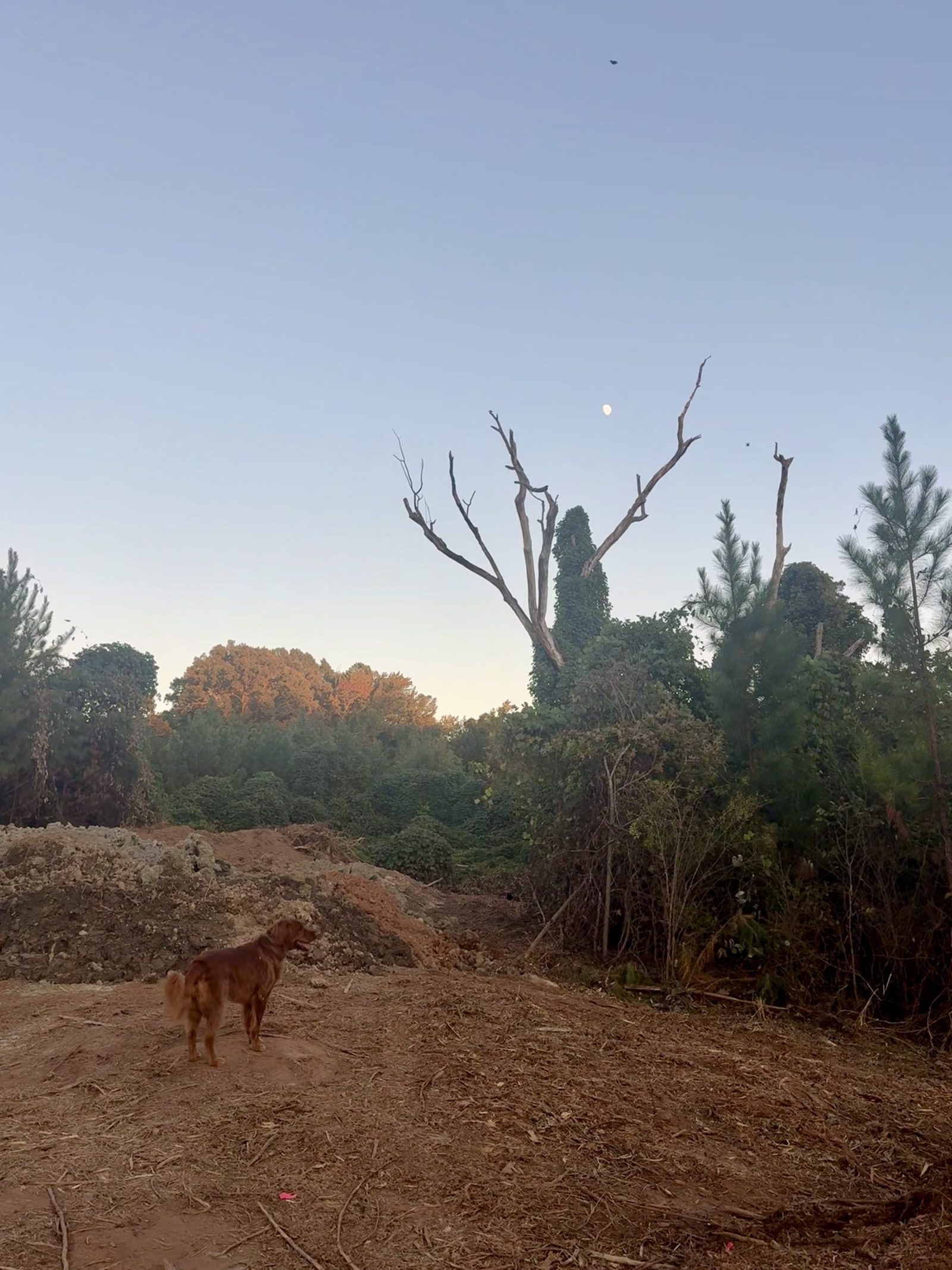 Scooter standing on a spoil pile under a rising moon