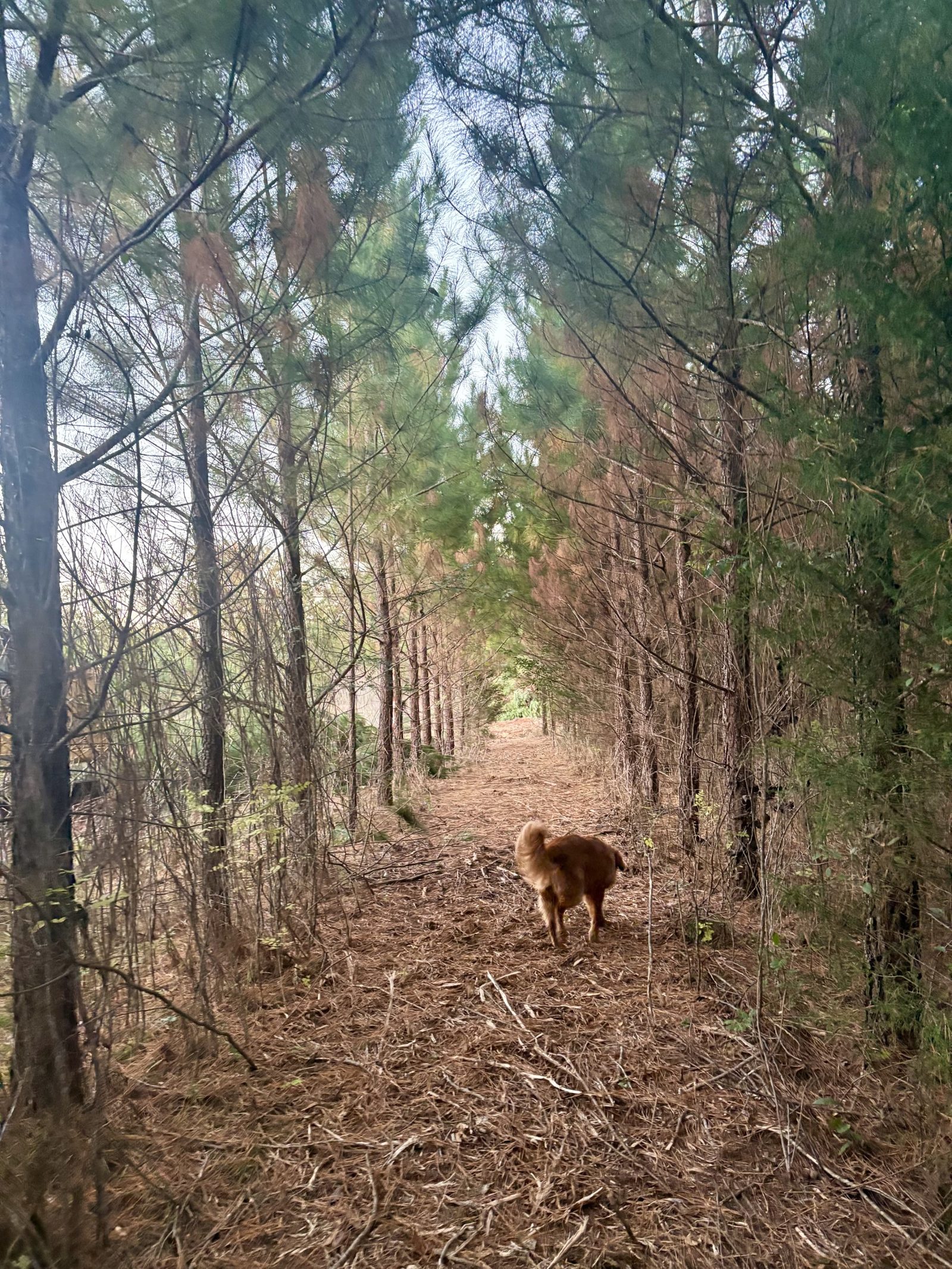 Scooter walking away down a corridor of pines