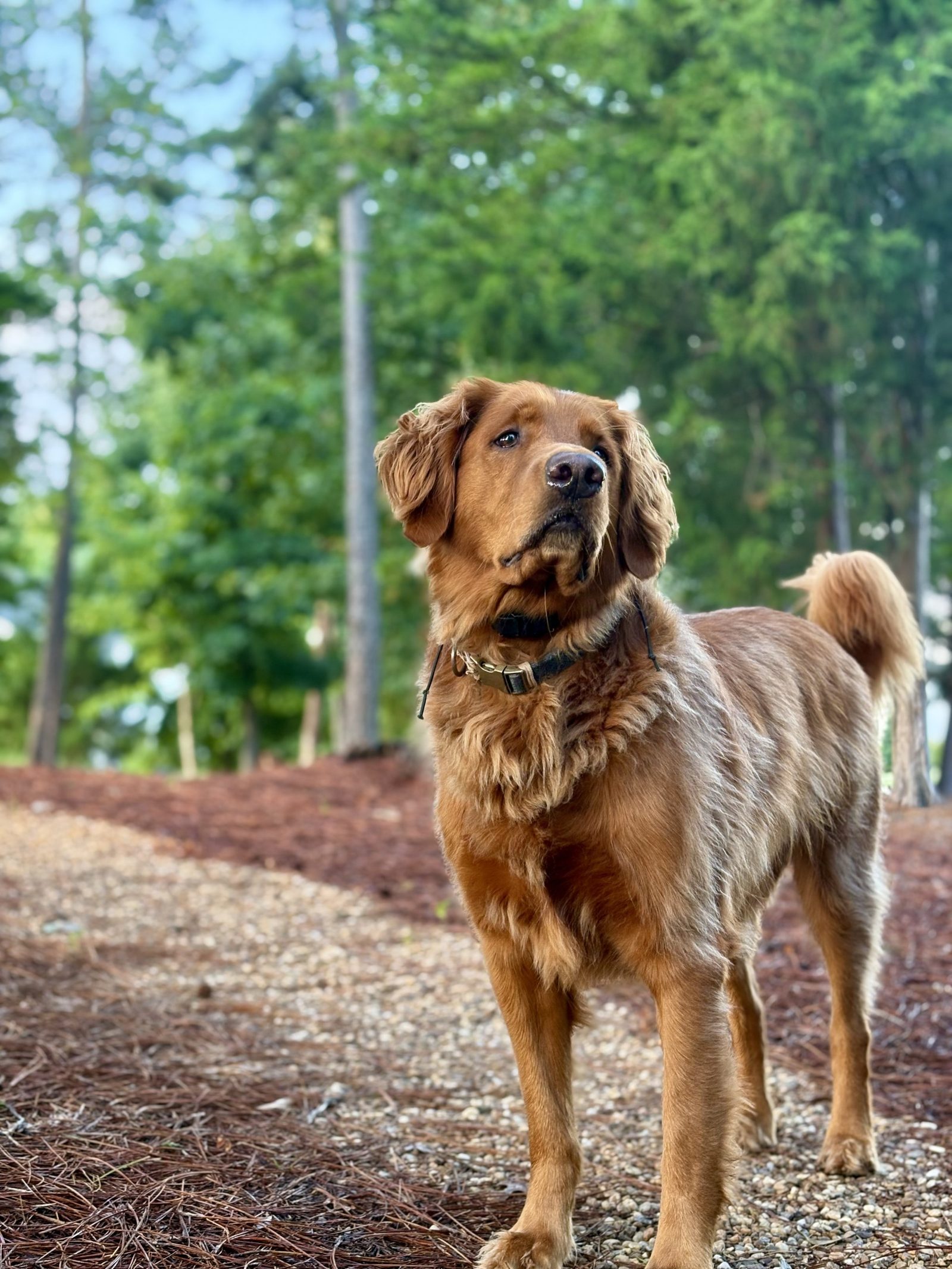 Portrait of Scooter, a golden retriever