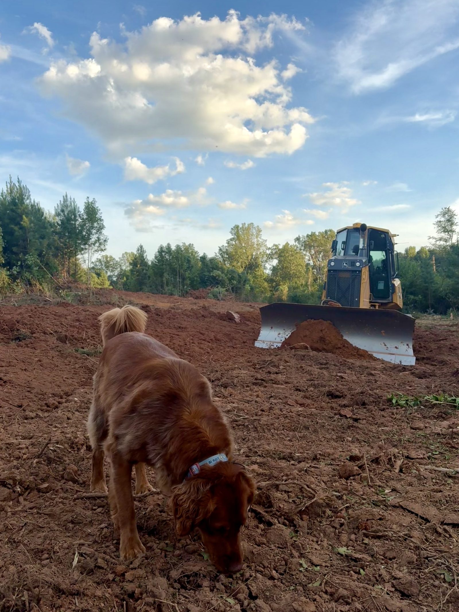 Scooter inspecting the soil beside a dozer